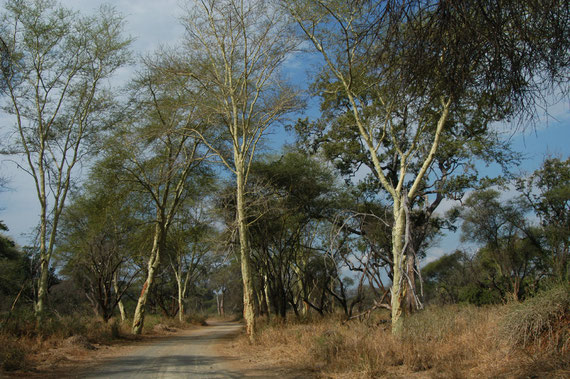 FOTO 6: Fever tree(Acacia xanthophloea), in isiZulu é chiamata Ilalamanzini (dove dorme l'acqua)