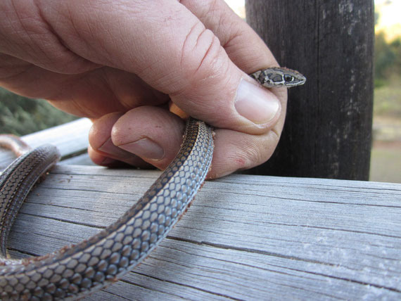 Crossed whip snake o Serpente frusta crociato (Psammophis crucifer)