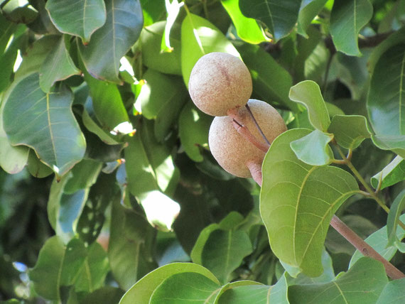 Eastern african mahogany (Khaya nyassica)