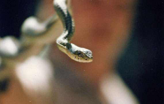 Boomslang (Dispholidus typus).