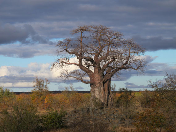 Baobab (Adansonia digitata)