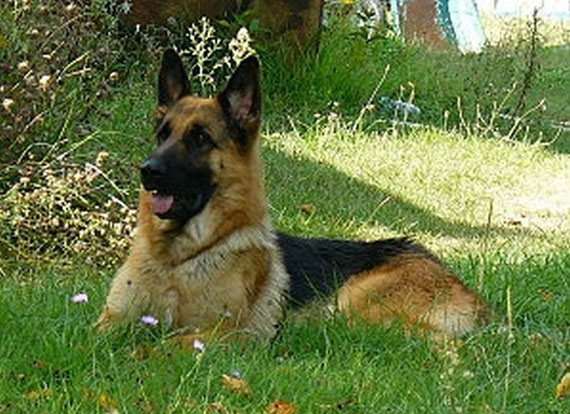 DJINN de la FONTAINE TROTTE CHIEN. issu de la 1ère portée BALKAN / ASKA .né à la FONTAINE TROTTE CHIEN.