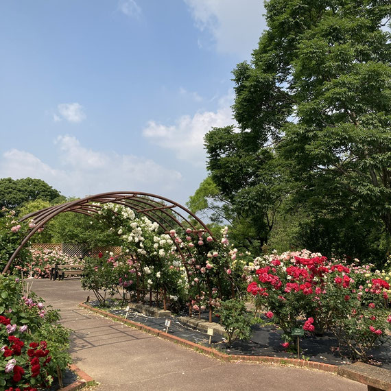 薔薇の花が満開の愛知県豊田市の西山公園