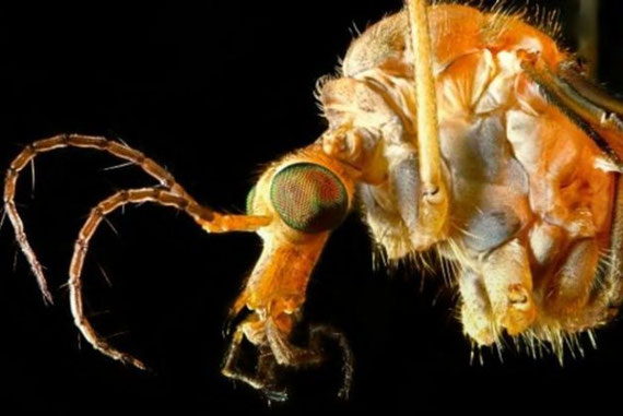 Imagen ampliada del mosquito.