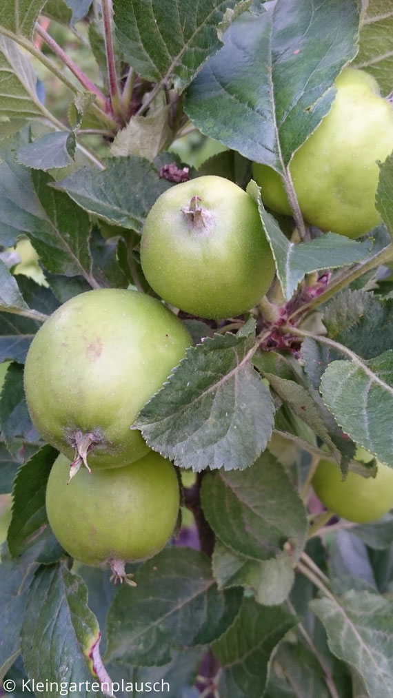 Äpfel am Baum, noch grün und unreif