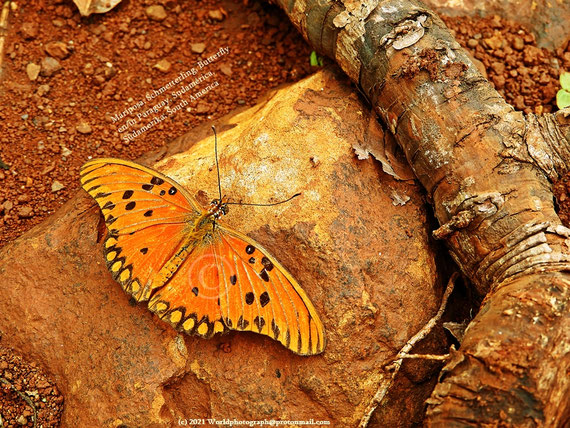 Mariposa, Schmetterling, Butterfly en/in Paraguay, Sudamérica, Südamerika, South America