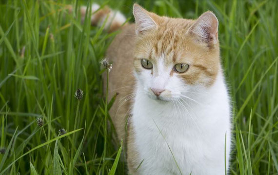 Les Chats De L Arche 41 Les Chats De L Arche 41 | AUTOMASITES