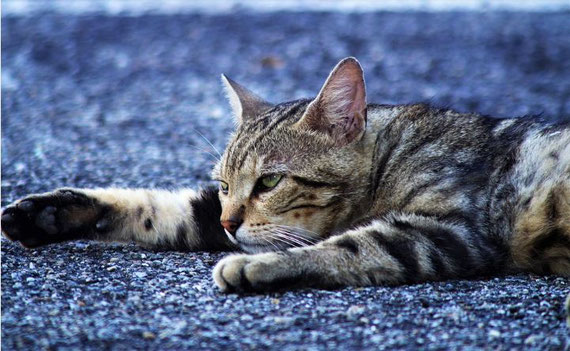 Les Chats De L Arche 41 Conseils - Les Chats de l'Arche 41