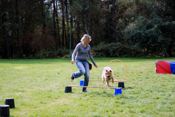 Beim Hundesport am Nachmittag gab es viele interessante Läufe durch den Parcours, wo z.B. Holly mit mutigen, aber eleganten Sprüngen die Hürden nahm,...