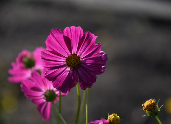 Cosmea