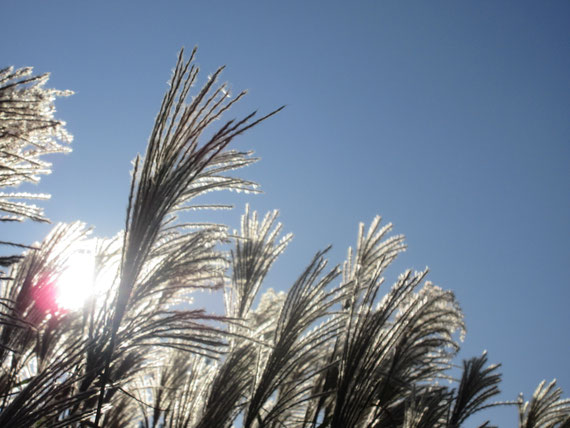 Miscanthus