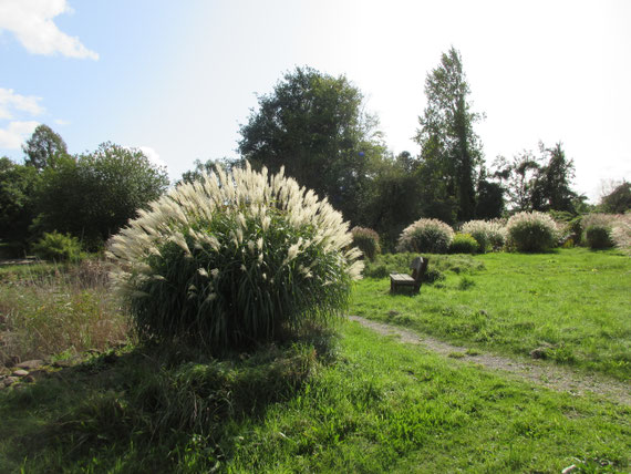 Miscanthus sinensis