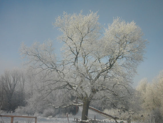 Im Winter