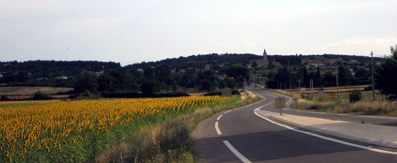 près de Vallon Pont d'Arc - tournesols au matin