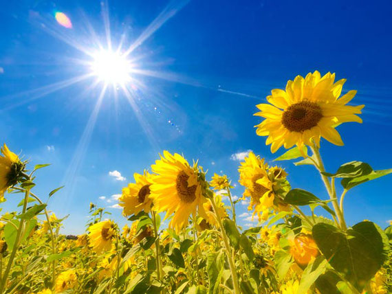 夏の日差しを浴びるひまわりの花