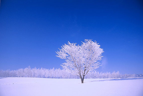 雪原の木