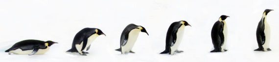 Line of penguins, from lying down to standing up