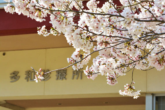 診療所の前の桜