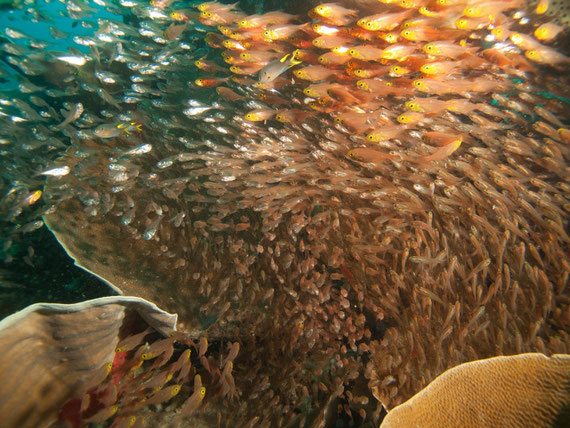 Glass fishes in Indonesia (Raja Ampat) last year.