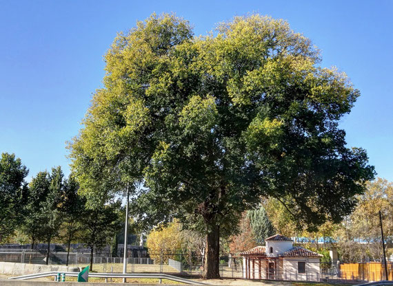 OLMO DEL PARQUE SINDICAL. Madrid