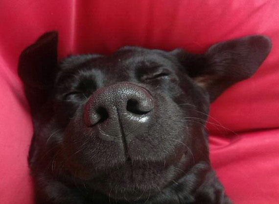 Wenn unser Auskommen auf dem Hof gesichert ist, können wir alle ruhig schlafen und schön träumen.  Foto: Alexander LXG Ganz, Köln - Labrador Bruno