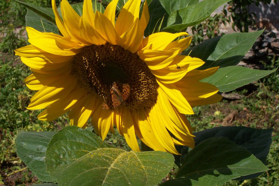 Le papillon dans le tournesol