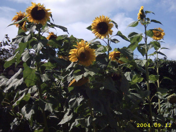 La haie du jardin