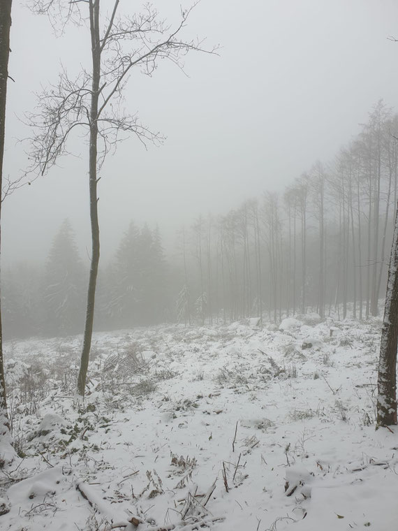 Der Klimawandel legt den Finger in die Wunde: Kahlflächen als Ergebnis holzmarktorientierter  Waldbewirtschaftung in Hessen