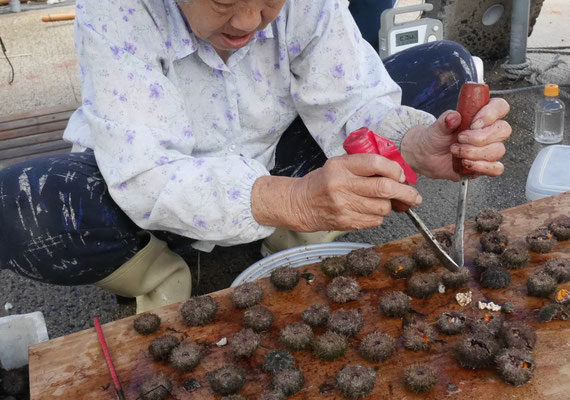 スキンケア素材を探す旅-隠岐の島編-