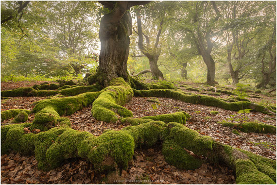 Waldregion Kellerwald- Waldspaziergang im Herbst