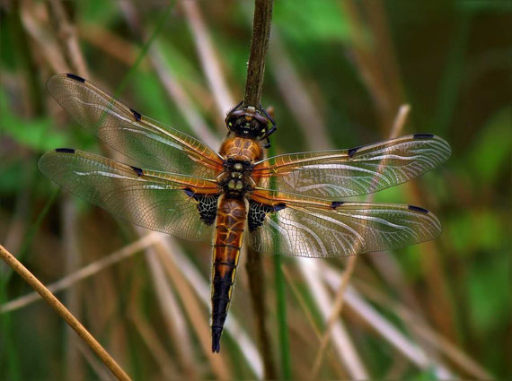 Die Vierfleck-Libelle im Schnaackenmoor