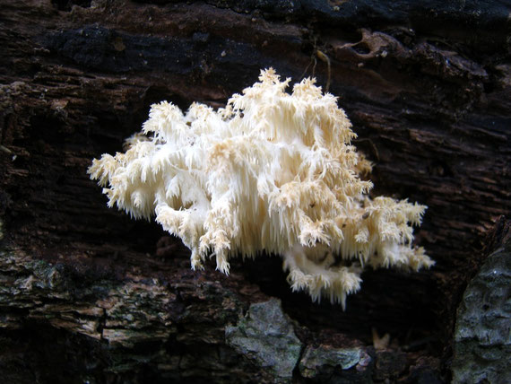 Ästiger Stachelbart (Hericium coralloides)