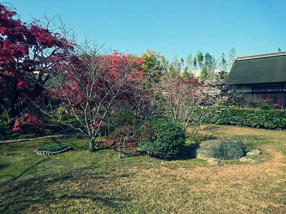 紅葉と普段桜
