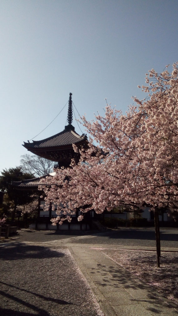 日蓮宗本山 本法寺の桜 2017.4.13