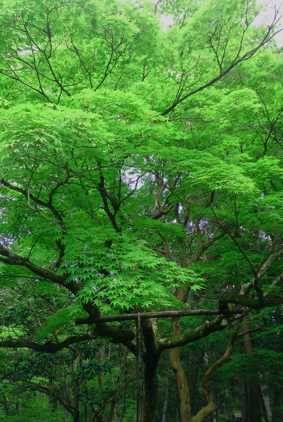 嵯峨天龍寺の境外塔頭 臨済宗西芳寺
