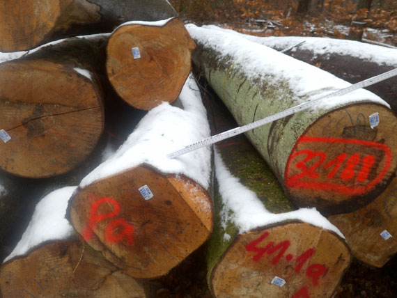 Buchenschirmschlag im Pfälzerwald 