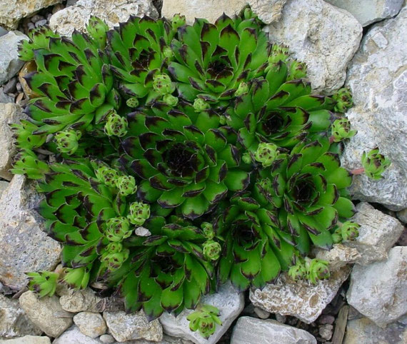 Sempervivum 'Reinhard', Foto: Manuel Werner