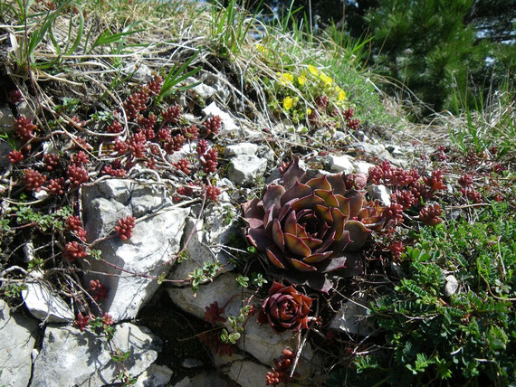 Sempervivum tectorum auf der Schwäbischen Alb. Foto: Manuel Werner