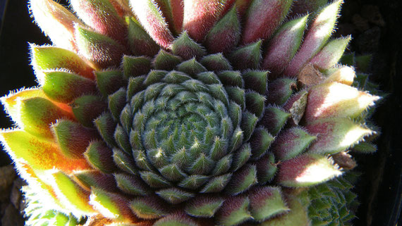 Sempervivum aus Stânca Teherau (Rumänien)