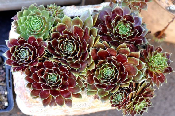 Sempervivum 'Lucy Liu'. Foto: Manuel Werner