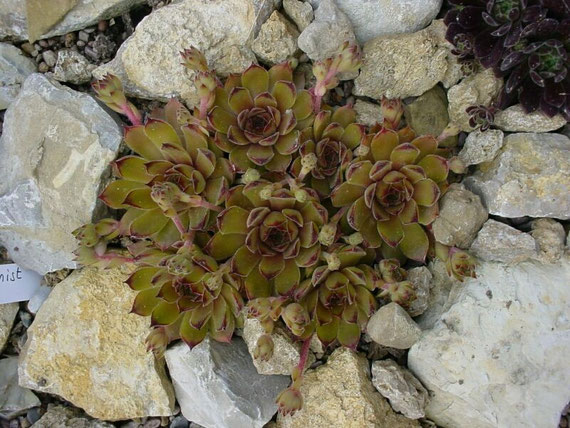 Semperivum 'Alchemist', Foto: Manuel Werner