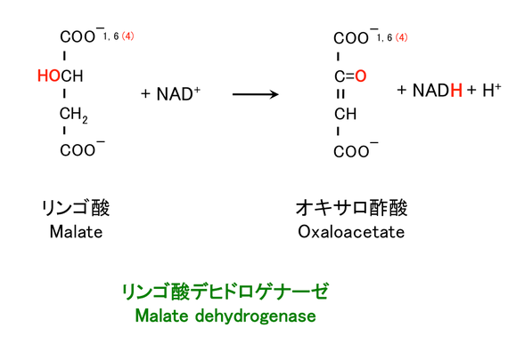 リンゴ酸の酸化とオキサロ酢酸の生成