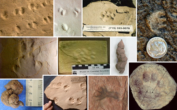 Huellas fósiles de mamíferos y coprolitos (heces fosilizadas)