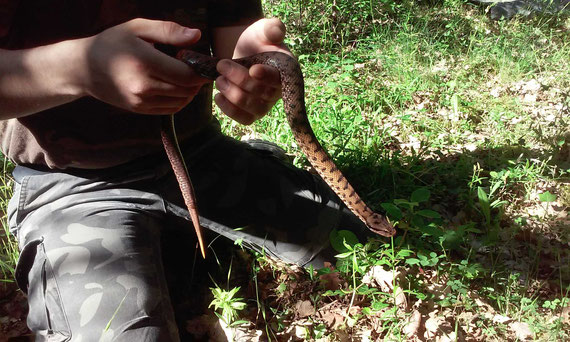 Vipere Aspic Vipera Aspis Aspis Site De Naturamagnifica