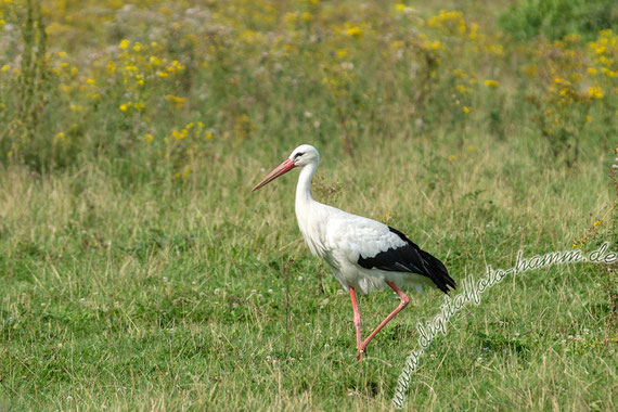 Steveraue, Naturschutzgebiet, Naturschutz, Storch, Störche