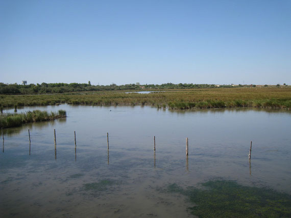 Naturschutzgebiet in der Camargue.