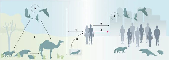 Cycles d'infection zoonotique naturelle des animaux domestiques ou de la faune (y compris les chauves-souris) aux humains et vice versa