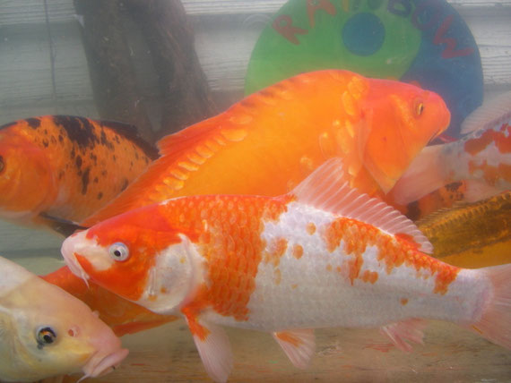 Die Koi sind sehr gut gewachsen.