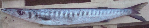 28/01/2011