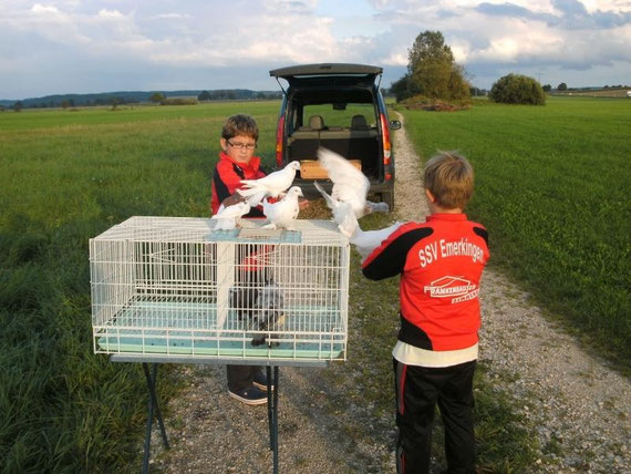 Die Jugend für Tauben im Freiflug zu begeistern